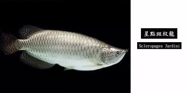 龙鱼混养品种推荐,龙鱼品种大全