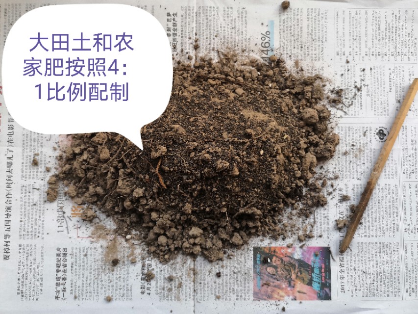 玻璃翠花怎么繁殖,玻璃翠怎么种植视频教程