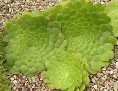 多肉早安图片大全,多肉大全100图