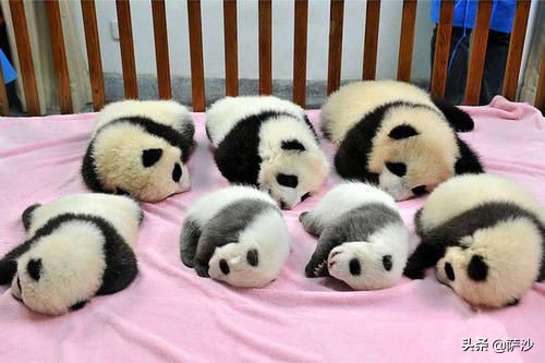 熊猫是如何被发现的英文版,熊猫是哪一年被人类发现的