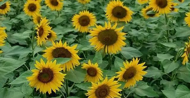 农村最赚钱的种植项目,农村致富好项目大全