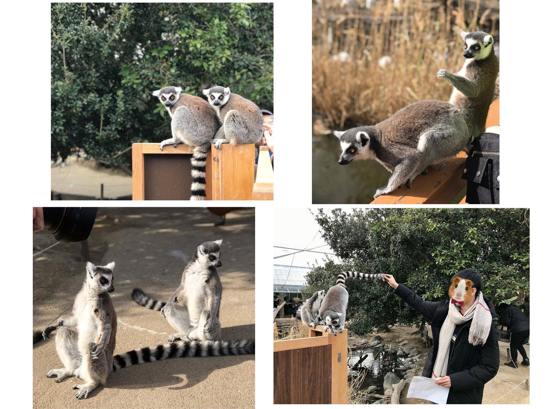 日本关东线8日游攻略,日本关东7天自由行攻略