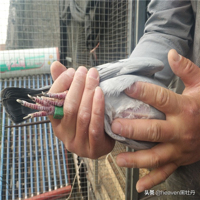 种鸽喂幼鸽时能打毛滴虫吗,种鸽有毛滴虫能用吗