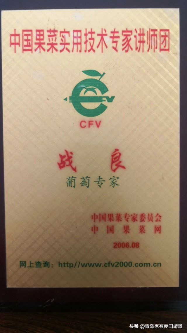 脱毒阳光玫瑰葡萄苗,阳光玫瑰特级苗