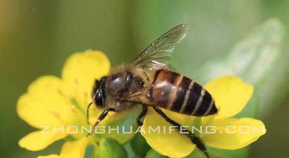 中蜂春天扩群最快方法,中蜂怎么样快速扩场