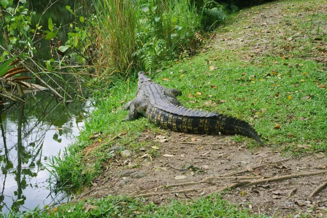 他的工作是厨师的英文,他的工作是什么英文句子