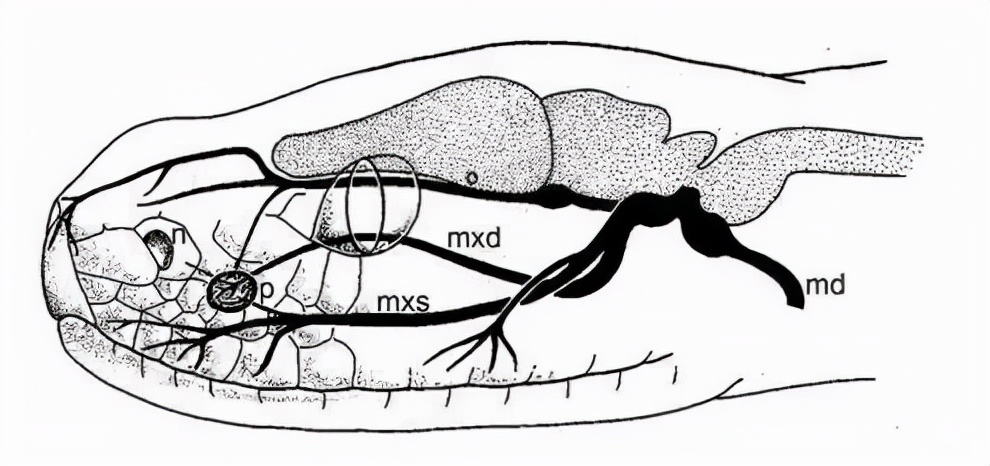 农村老人说不能杀蛇，难道说报纸上关于蛇报复人的报道，是真的？