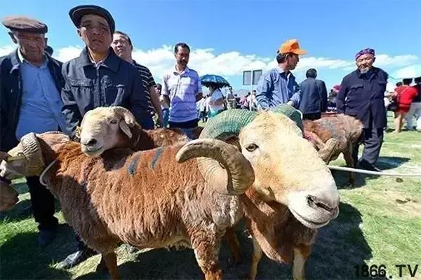 最厉害的10种羊,最好的种羊是什么品种呢