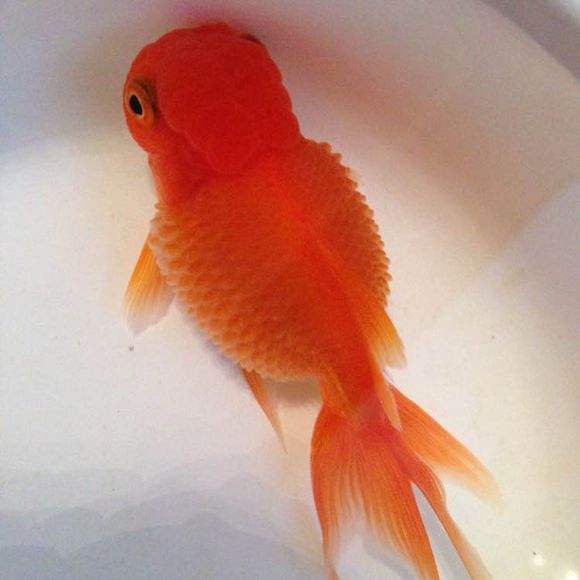 观赏鱼立鳞病传染吗,观赏鱼得了立鳞病好治愈吗