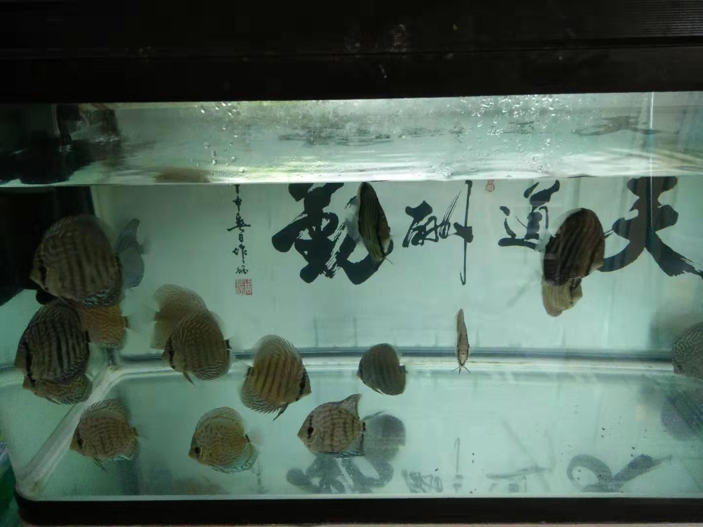 如何挑选观赏鱼种类,观赏鱼怎么挑选最好