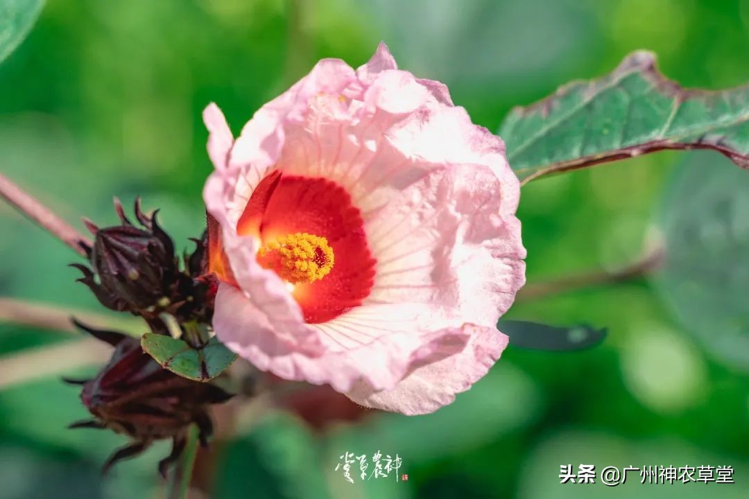 可以泡茶的冷门中药材,中草药泡茶系列有哪些