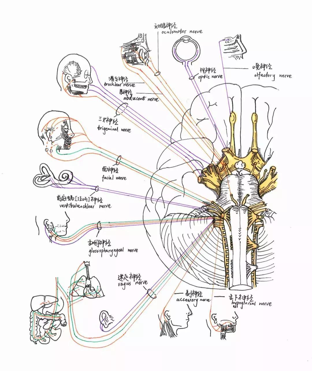 兰大医学生手绘解剖图,南方医科大学学生手绘解剖图