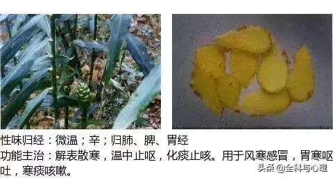 史上最全中草药图谱（附主治功效）（一）
