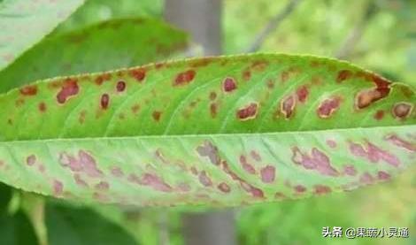 萘乙酸预防桃细菌性穿孔病的原理,桃穿孔病最佳防治时间