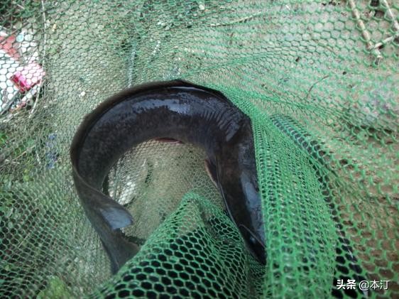 鏅編娓斿叿,鏅編楸艰偉