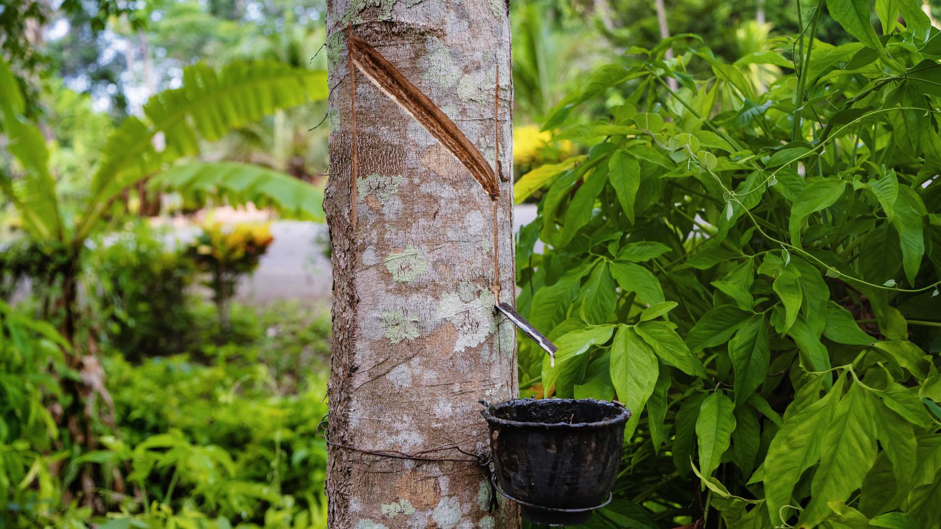 橡胶树一年产多少橡胶,轮胎的原材料是橡胶树吗