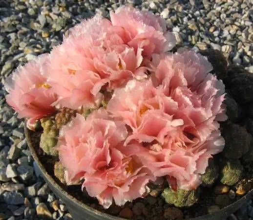 足球团扇图片,足球团扇学名