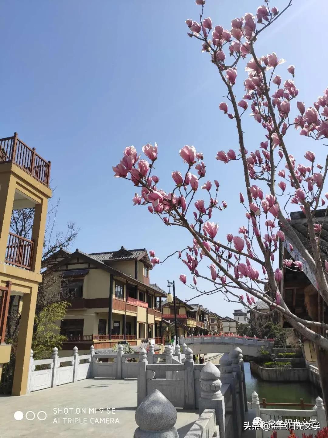 春天来了、春天的油菜花、我心中的春天、春诗