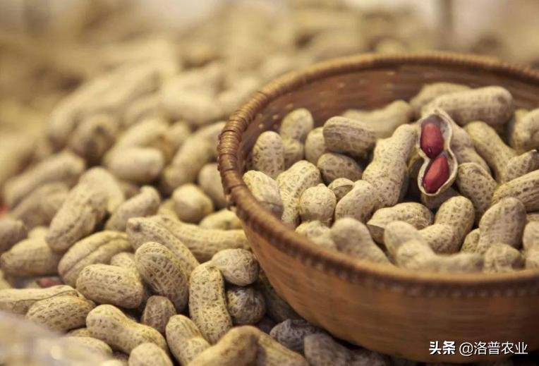 种植花生的技术和注意事项,付老师花生种植技术视频