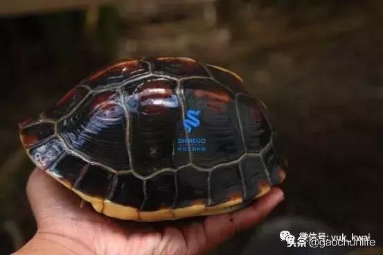 黄缘龟新手指南,怎么挑选黄缘龟