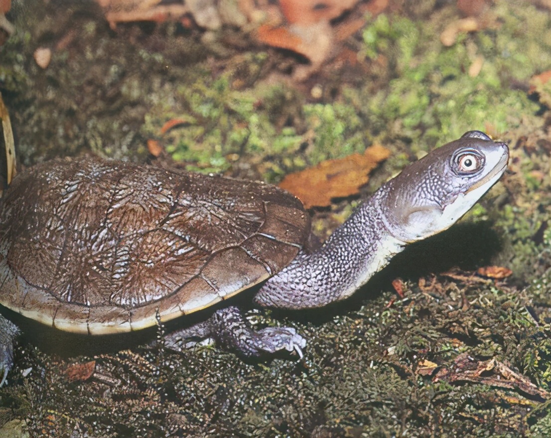 龟类纪录片,龟类图片