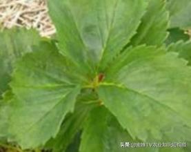 草莓病毒病好治吗,小心病毒感染