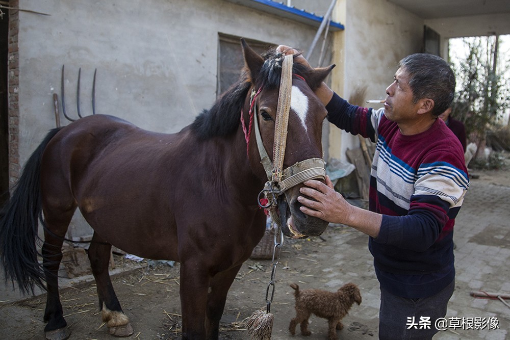 农村大叔擅长养马，靠头脑灵活补贴家用，挣钱方式多样