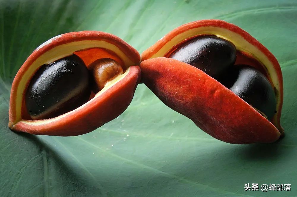 苹婆果广西叫法,假苹婆果实有毒吗