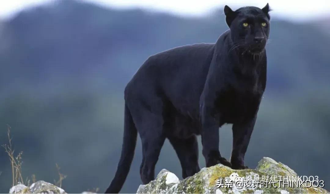 和彪马puma相似的品牌,彪马puma鞋子怎么样