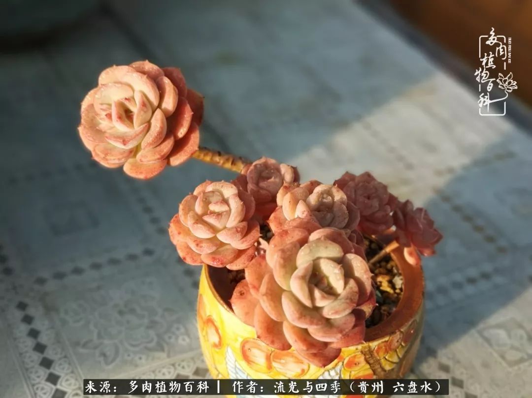 养多肉这几点新手必要知道,在养多肉的路上越走越远