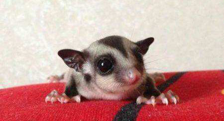 追星女孩的蜜袋鼯领养体验之5点