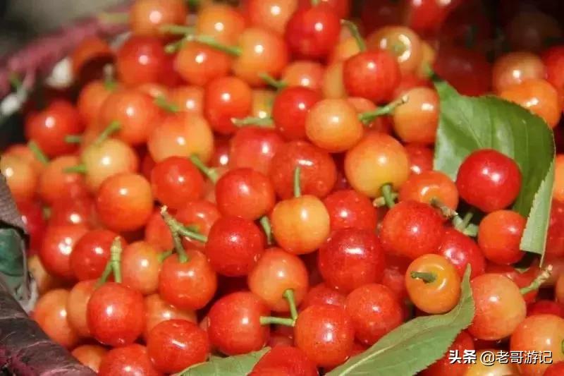 海阳小樱桃采摘季节,乳山市的大樱桃能摘吗