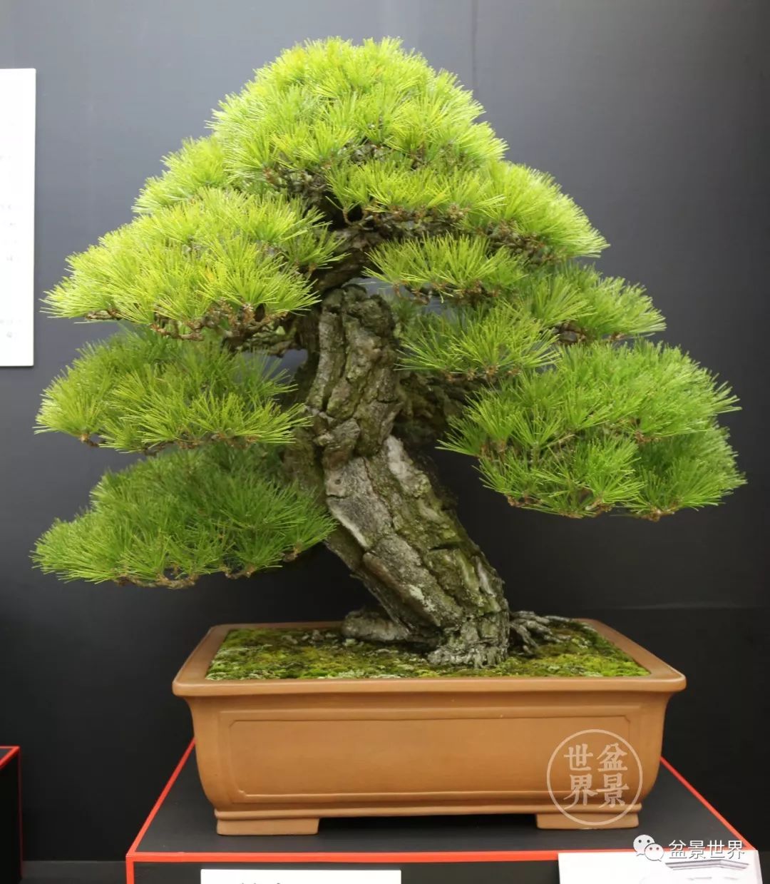 黑松盆景精品图片,黑松盆景精品欣赏