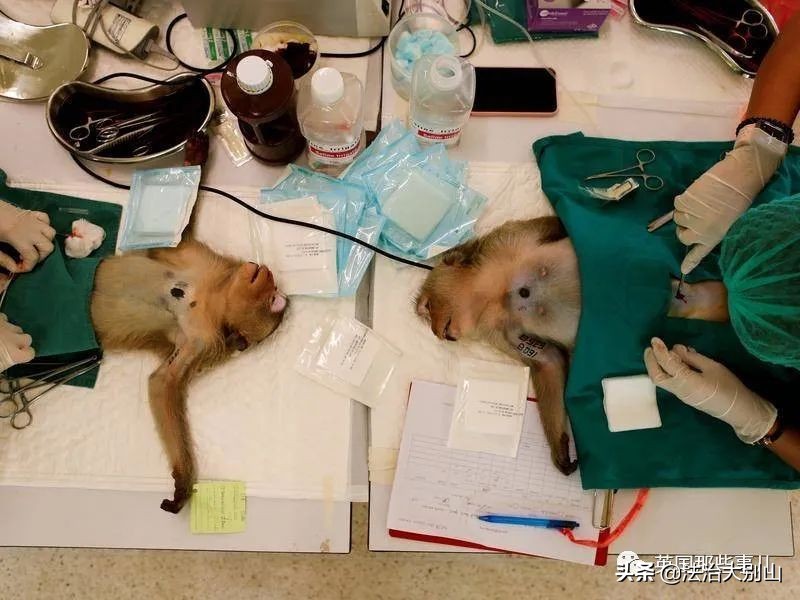 泰国疫情猴子,泰国猴子抗击疫情视频