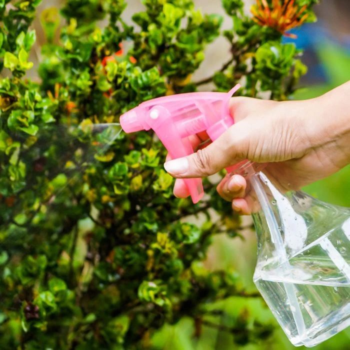 室内植物病虫害的防治方法有哪些,植物防治害虫最好的药