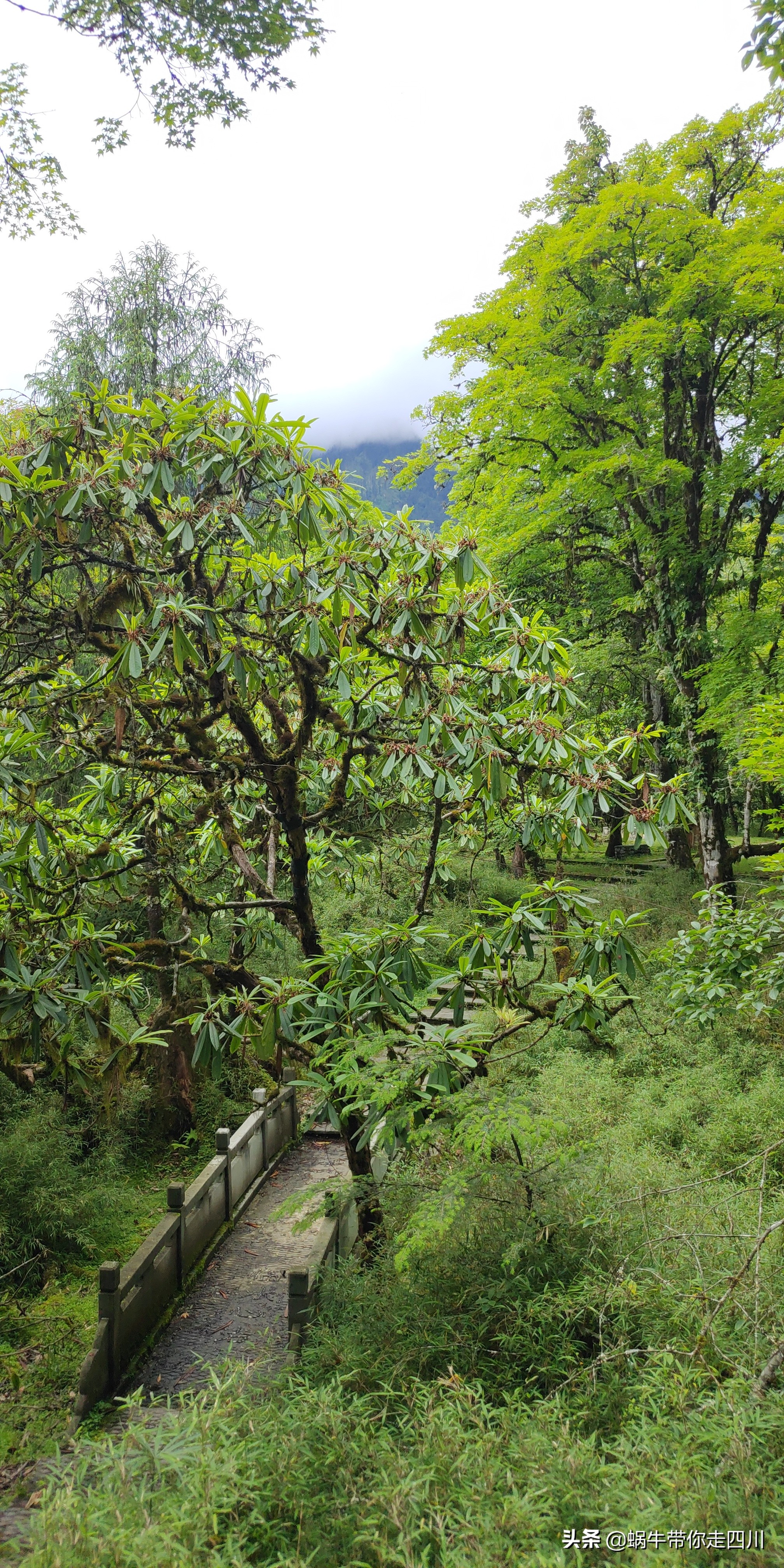 一家三口重庆到拉萨旅游攻略预算,一家三口成都去拉萨大概要多少钱