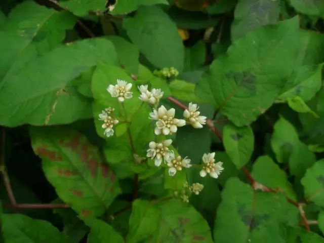 那些常见却叫不上名字的野花野草,常见的野花野草却是农家之宝