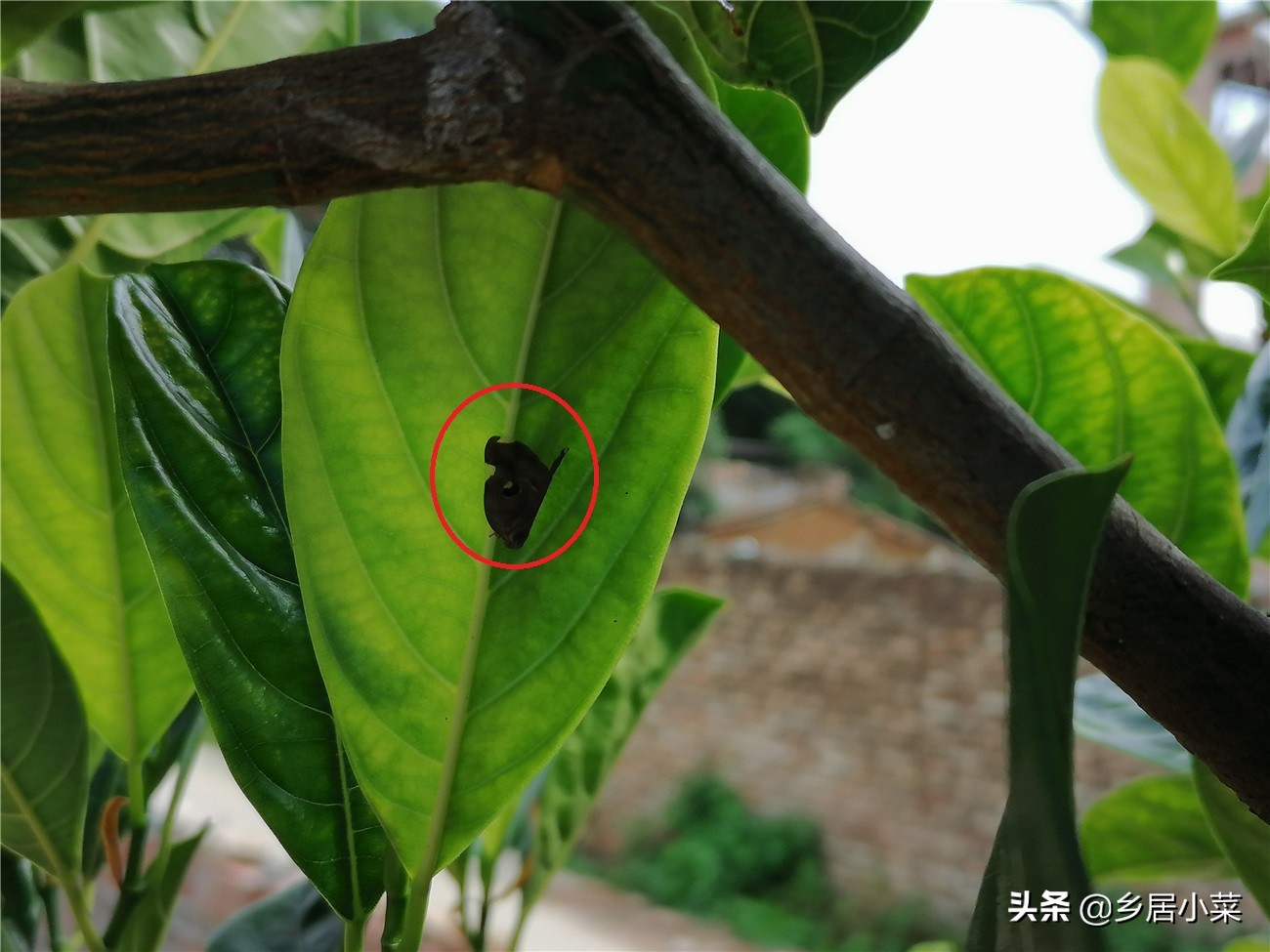 茄子叶片有小虫,茄子卷叶的原因有什么解决方法