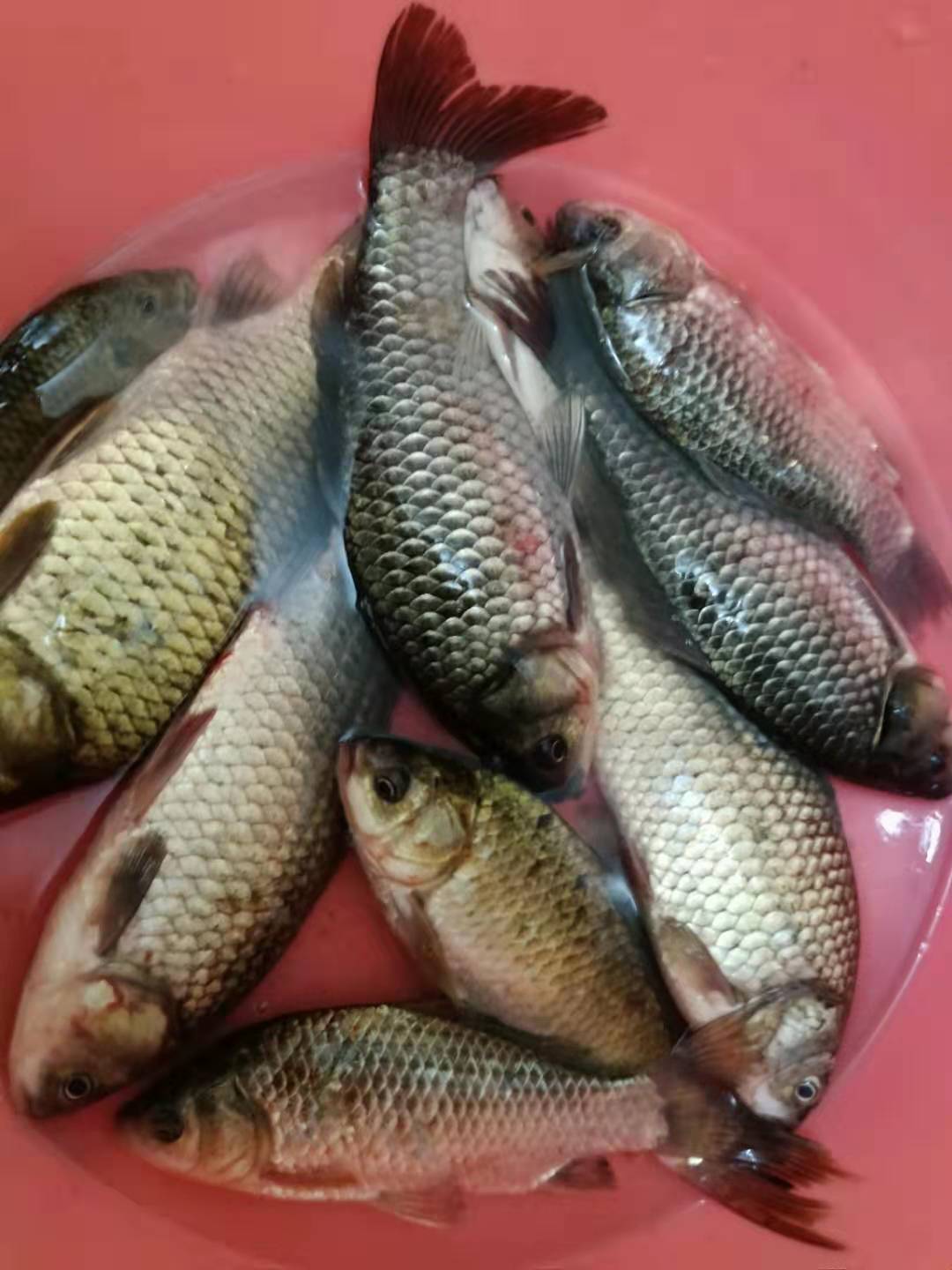 冬季钓鱼怎么避免小杂鱼,冬天闹小鱼严重的地方如何钓鲫鱼