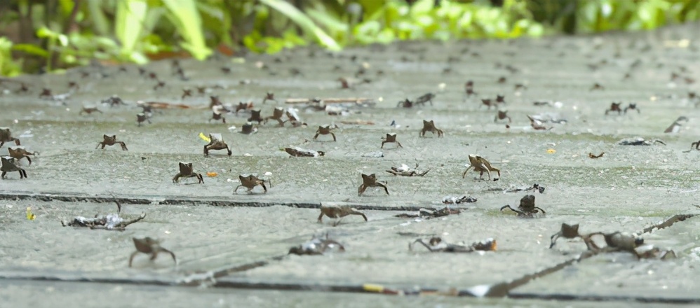 青蛙出动多是地震预兆吗,青蛙大批出来后多久发生地震
