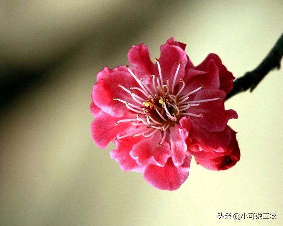 家庭盆栽梅花怎样养,种梅花的方法