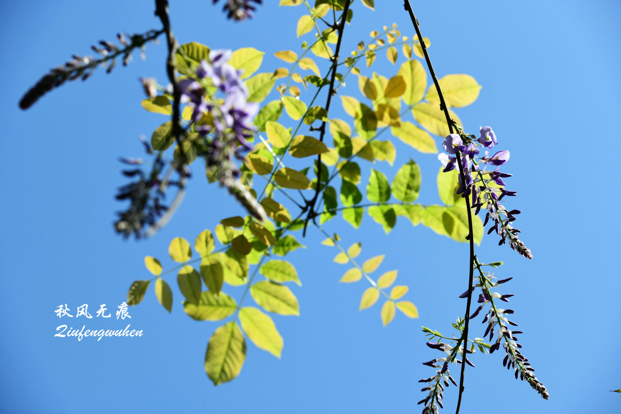 四月的春风西安,四月春风里的樱花