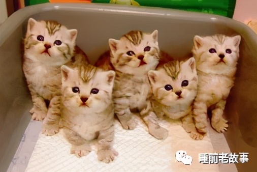 「志怪大百科」——盘点建国之前的猫妖，让画渣喵也想有只猫