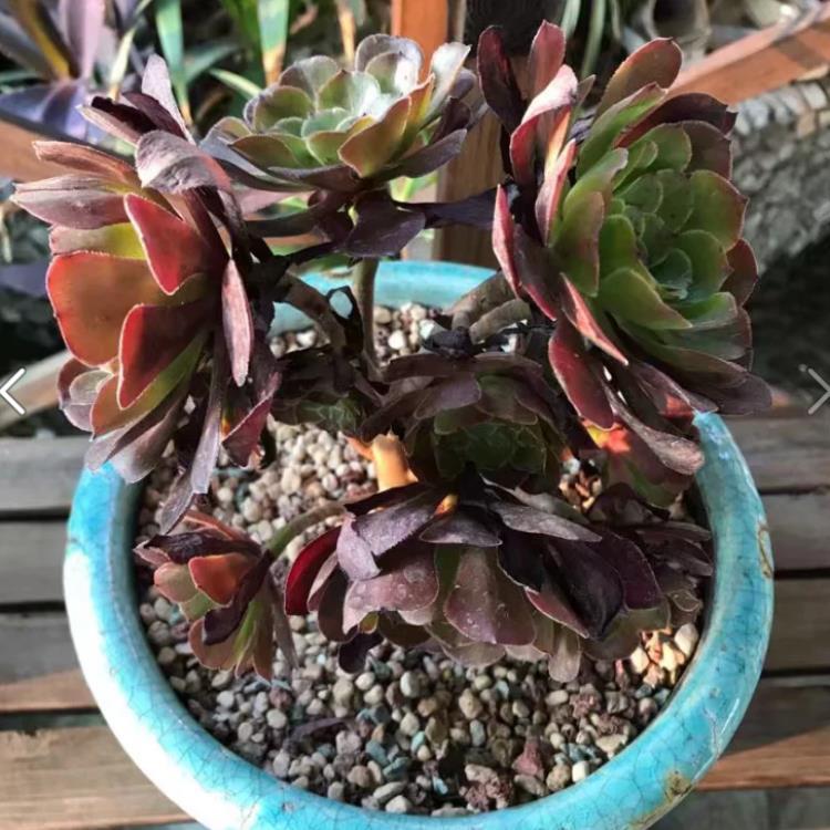 多肉法师杆子腐烂怎么办,多肉腐黑了是什么原因