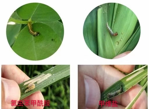 高氯甲维盐杀虫打什么虫最好,甲维盐多久能杀死虫子