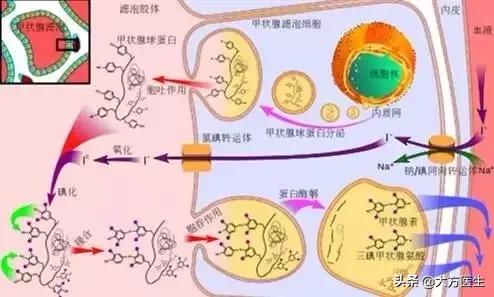 甲状腺疾病是碘不够还是摄入过量,甲状腺疾病的高发与加碘盐有关吗