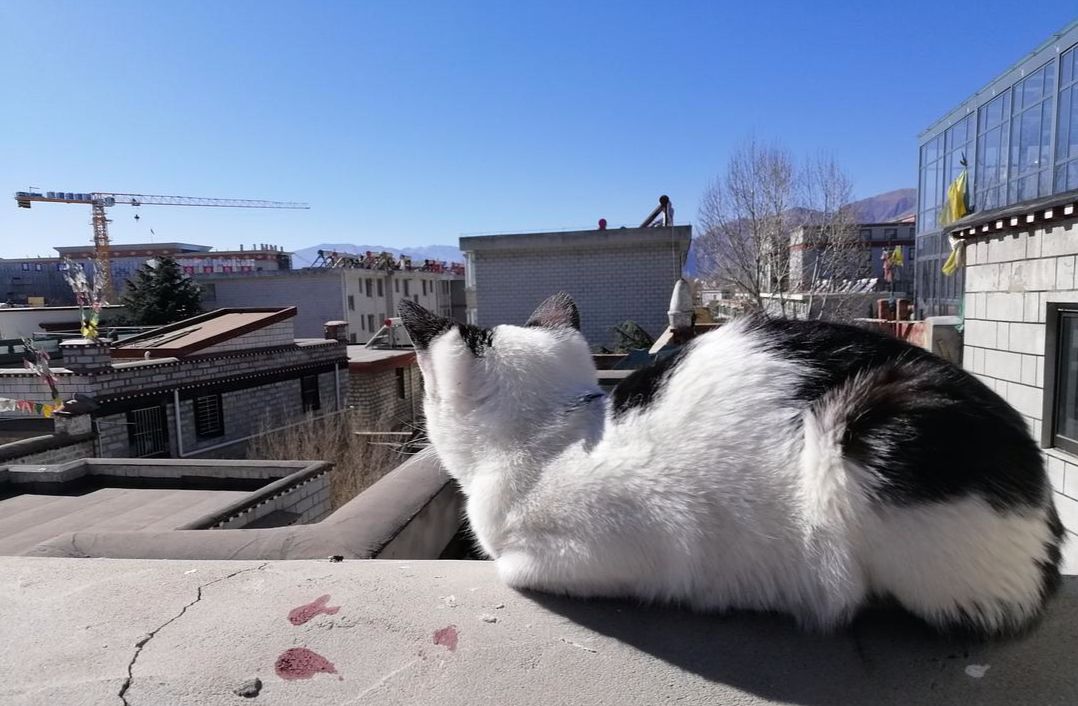 拉萨养猫达人,中国养猫日记