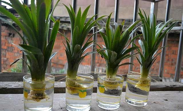 买回来剩下的菠萝头能重新栽种吗,吃菠萝剩下的菠萝头怎样种菠萝