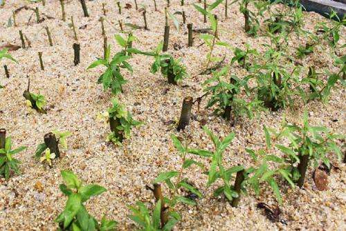 扦插垂柳什么时候成活率高,垂柳能扦插成活吗