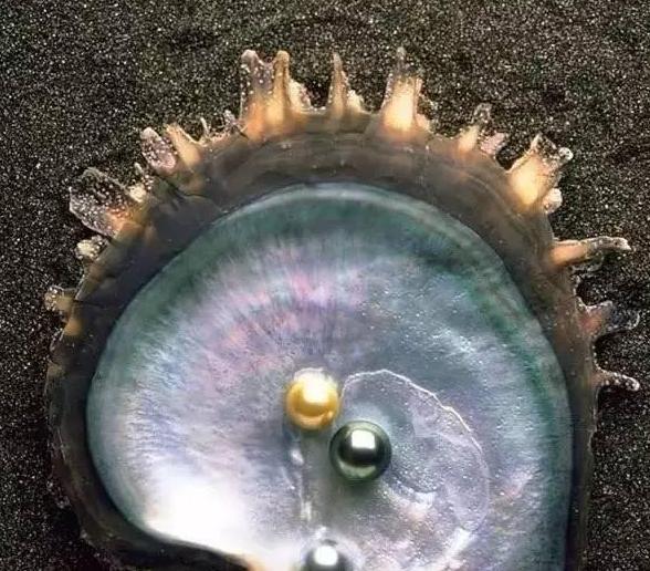 陈乔恩艾伦项链,陈乔恩代言的项链